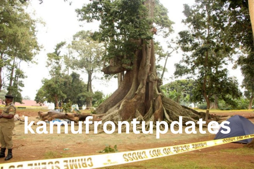 Nakayima Tree Shrine Shut Down Until Further Notice